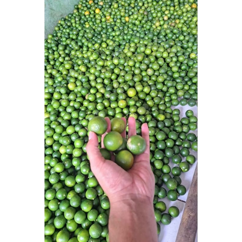 

1 kg jeruk songkit