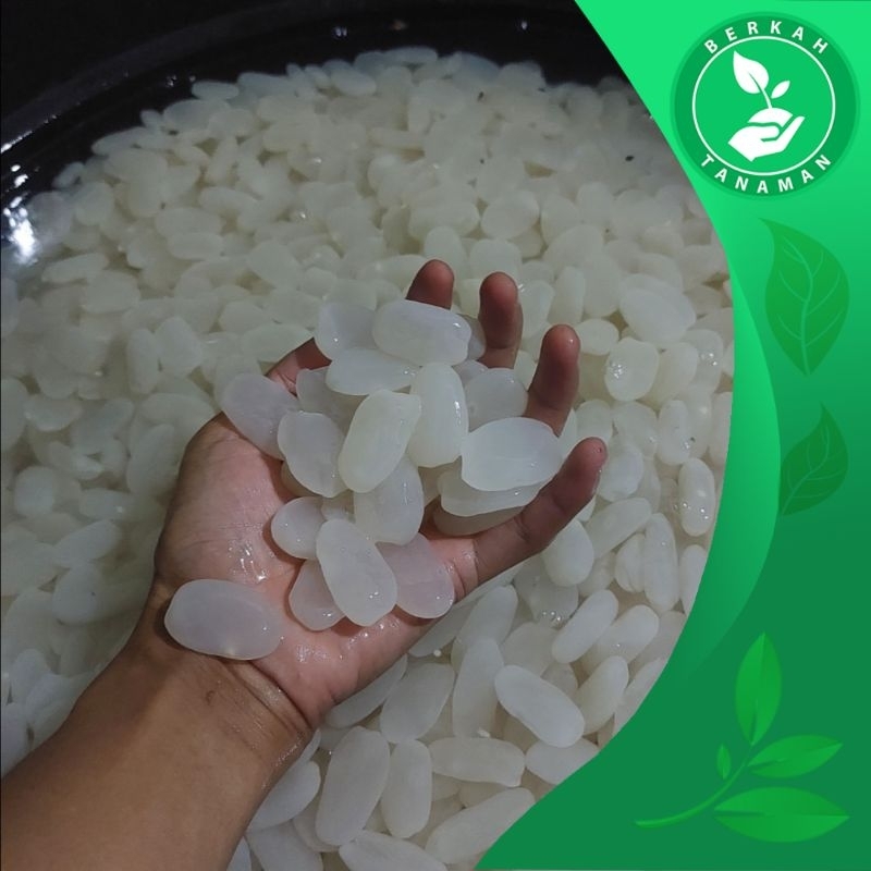 

PROMO Kolang Kaling Muda dan Kenyal Fresh Kwalitas No 1