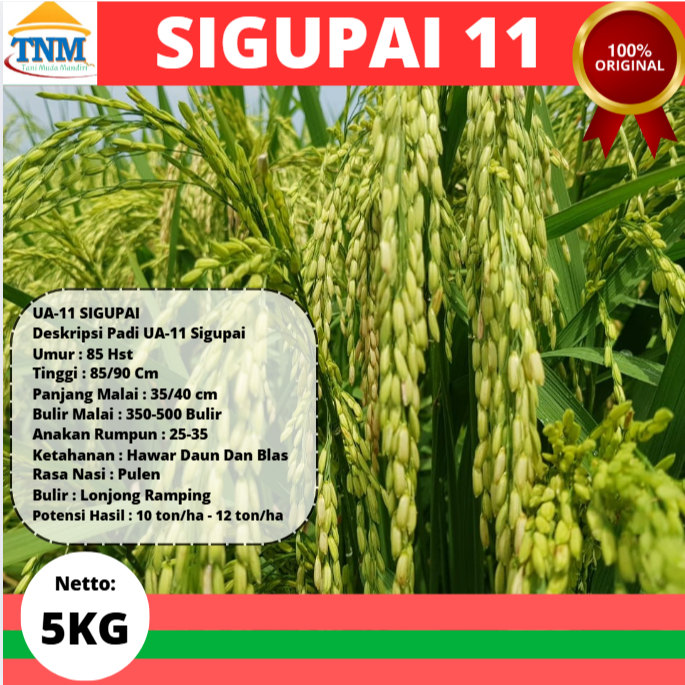 BENIH PADI UA 11 SIGUPAI 5KG