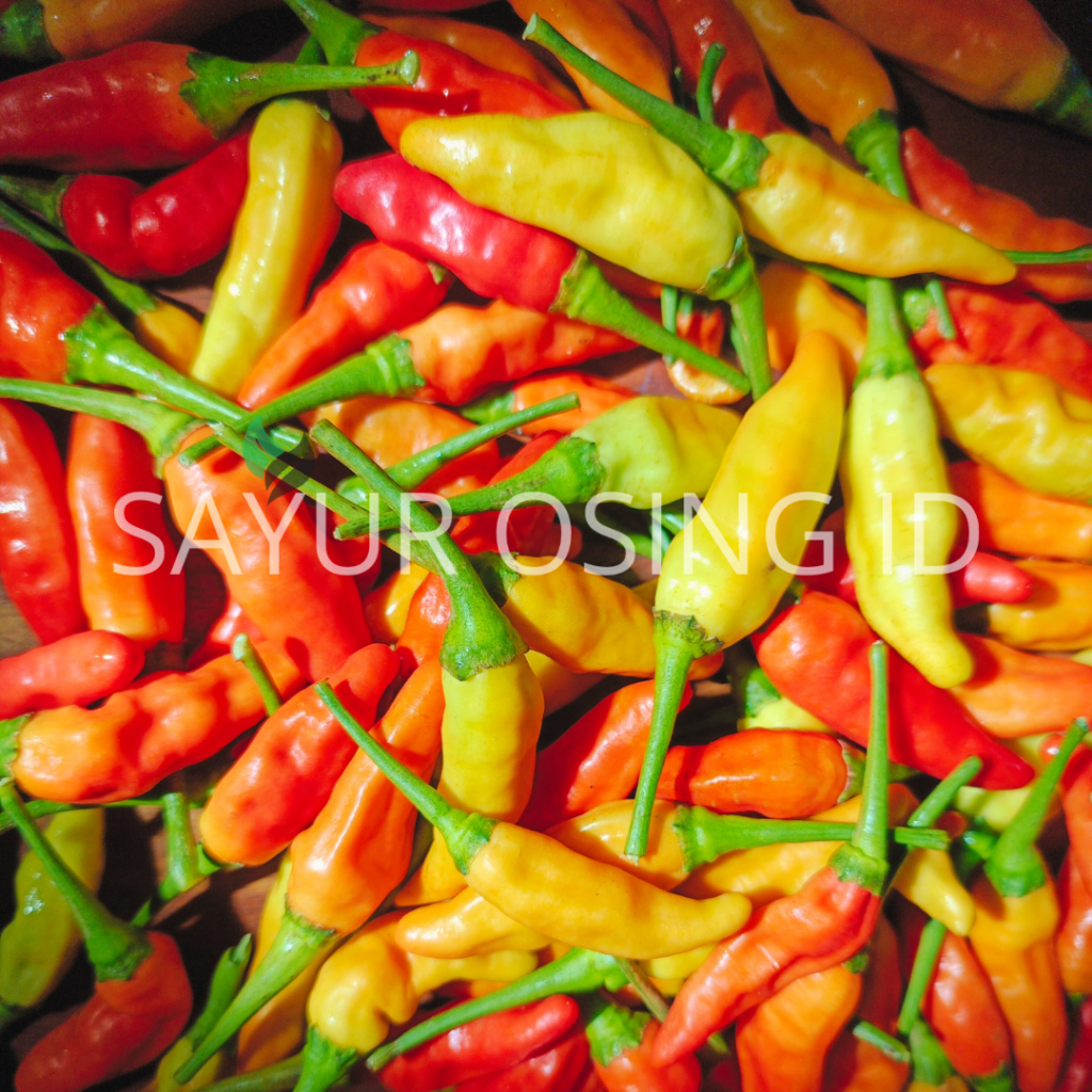 

CABE RAWIT MERAH SEGAR 1KG