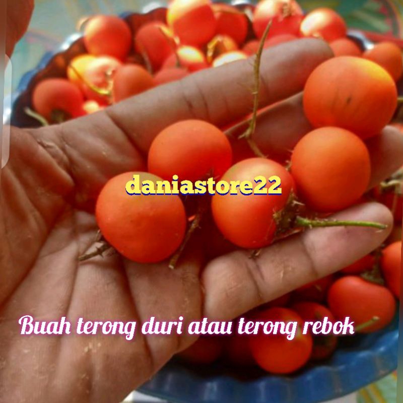 

buah terong duri 250 gram
