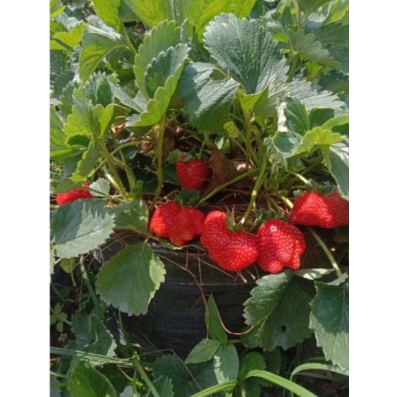 

Stroberry (cocok di tanam di dataran rendah)