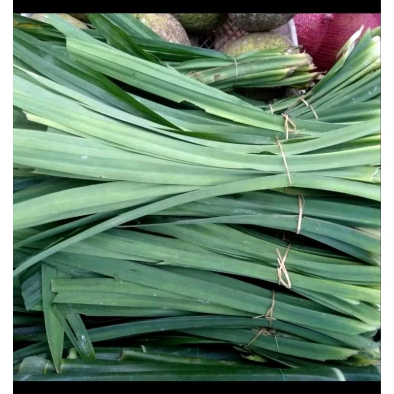 

Daun pandan wangi segar / daun suji per ikat isi 30 lembar