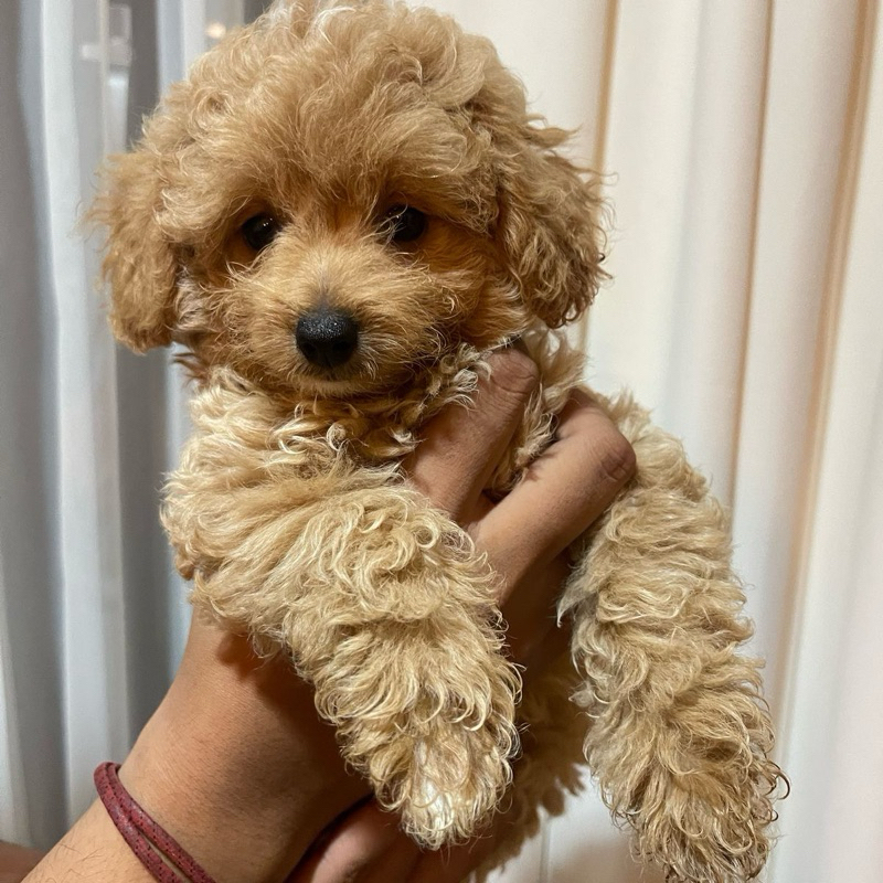 Maltipo Female Booking Ms.P