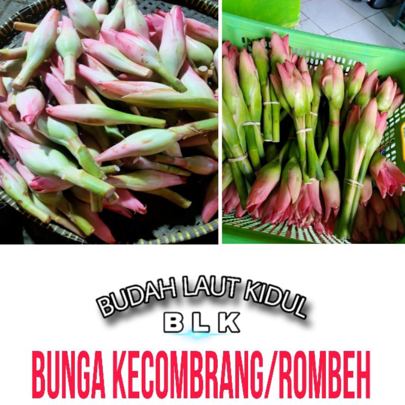 

Bunga kecombrang/ rombeh | bunga kecombrang / rombeh | 1 pcs isi 4