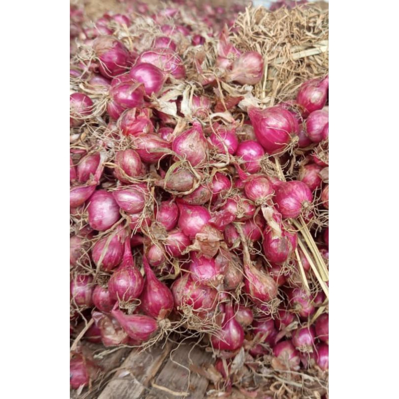 

Bawang Merah Probolinggo Super 1 kg