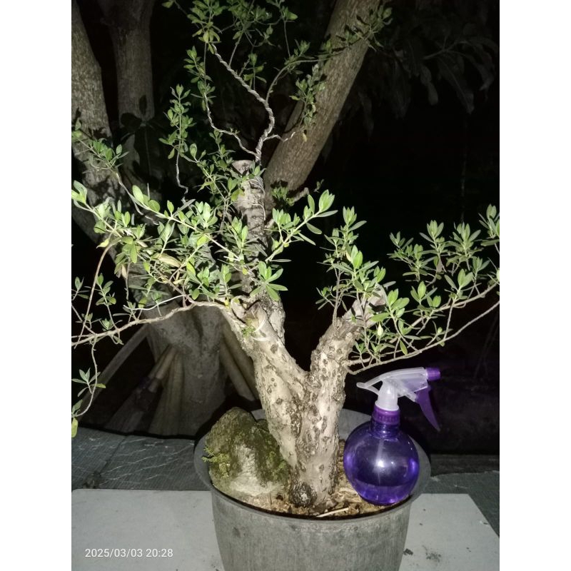 Bahan Bonsai Santigi