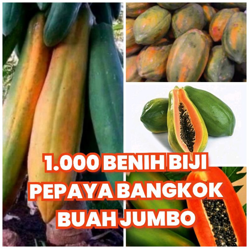 1.000 biji benih pepaya bangkok pepaya thailand