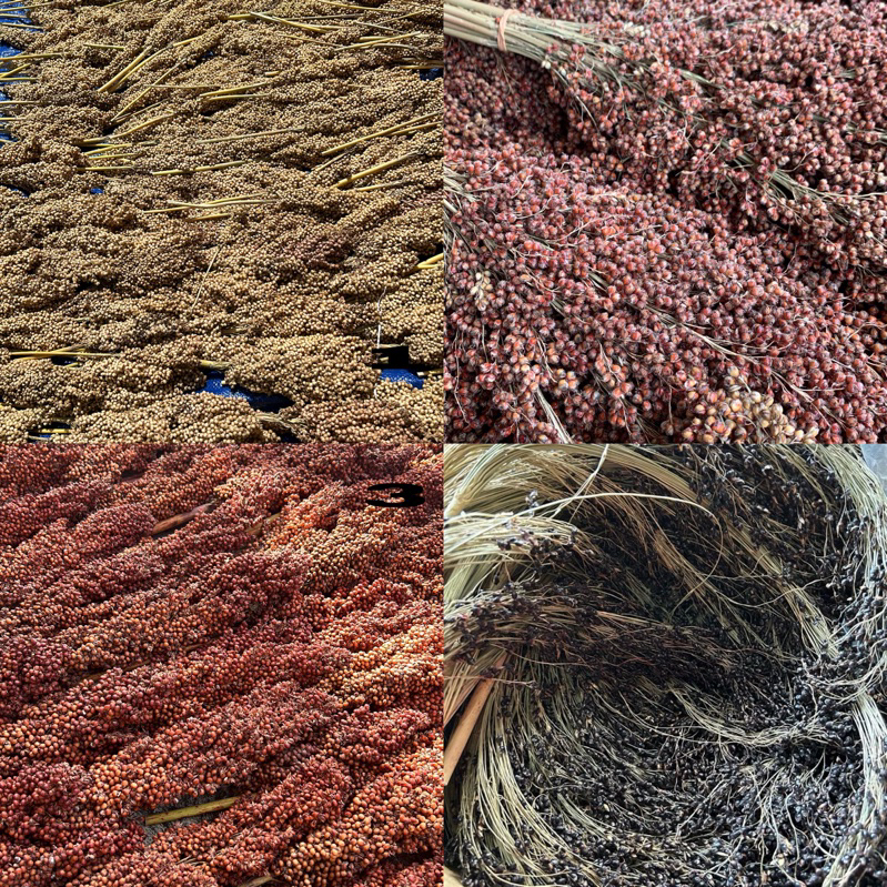 Sorgum Putih Merah Hitam Spray 1KG | Sorgum Hamster GROSIR | White Sorgum | Black sorgum | Red Sorgu