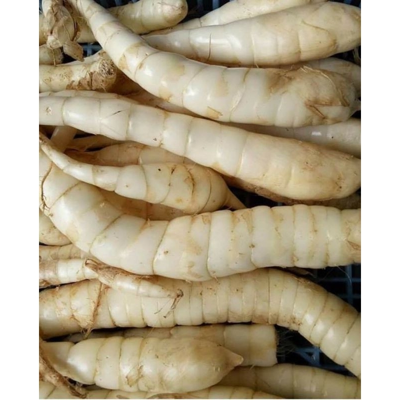 

Umbi Garut Segarr Press Di Ambil Langsung Bila Ada Orderan Masuk 1kg