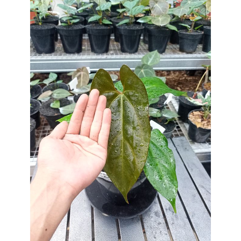 papilaminum/xone-red,stem