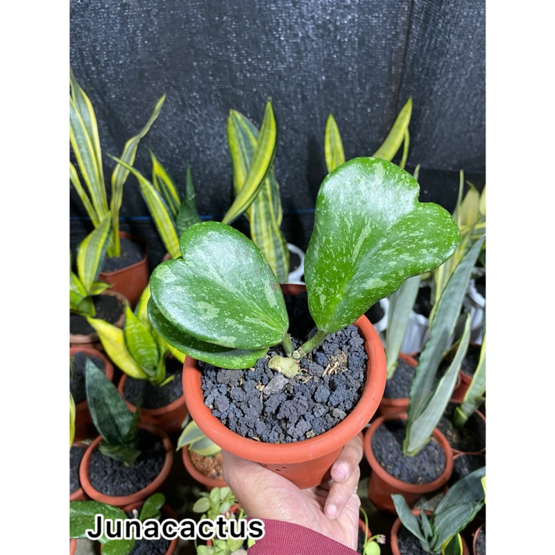 Hoya Kerii Splash Thailand