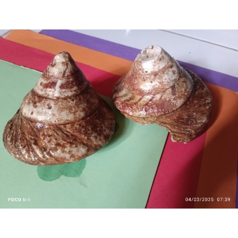 Cangkang Keong Laut jumbo asli langka