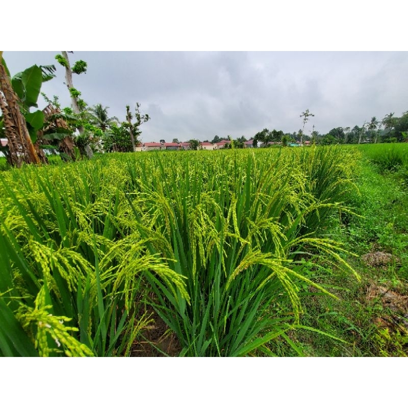 Padi Unggul Ciherang SS