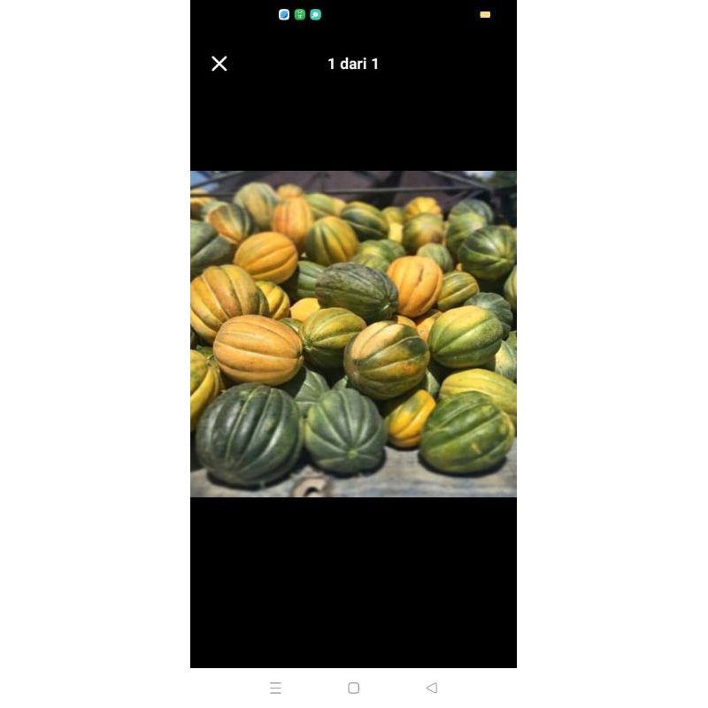 

blewah soloan per buah