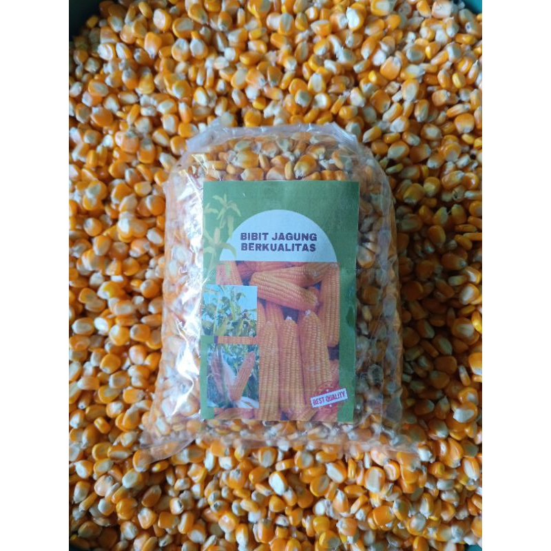 Bibit jagung hibrida super kemasan 500 gram