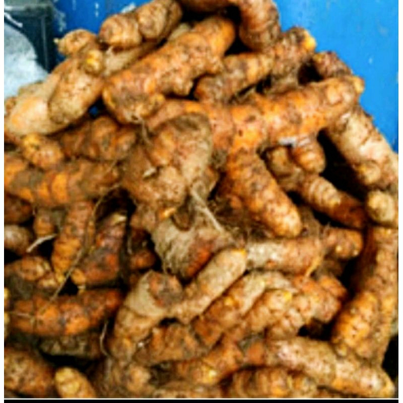 

kunir/kunyit bumbu dapur