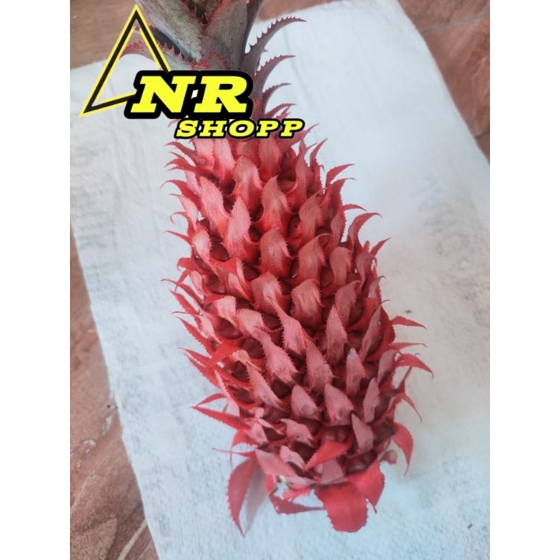 

Nanas merah nanas hutan per 350gram