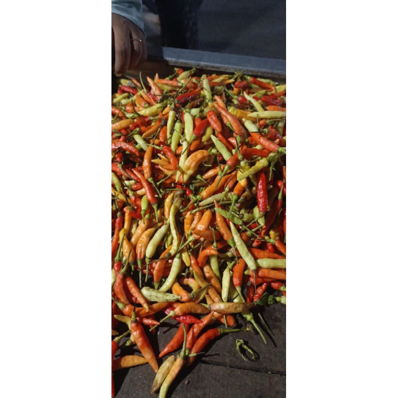 

Cabe / Lombok Rawit Merah