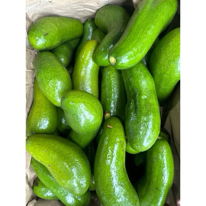 

ALPUKAT KELUD 1KG ISI 2-3PCS Varietas Langka