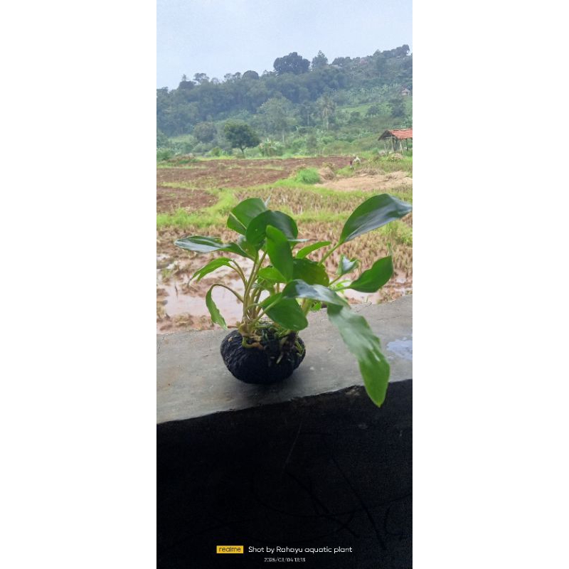 hiasan aquascape anubias sp wabikusa