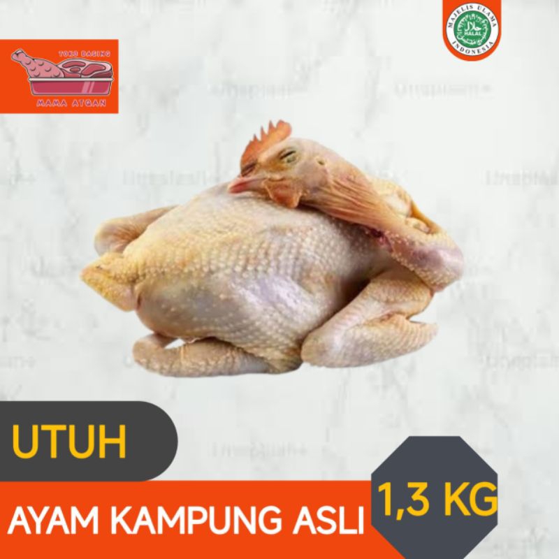 

DAGING AYAM KAMPUNG ASLI 1,3 KG