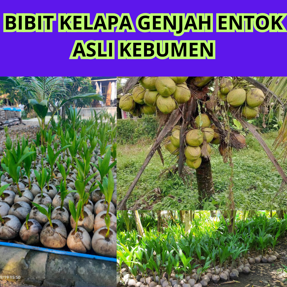 UNGGULAN  Bibit Kelapa Genjah Entok Entok, Bibit Kelapa Genjah Entok Frozen