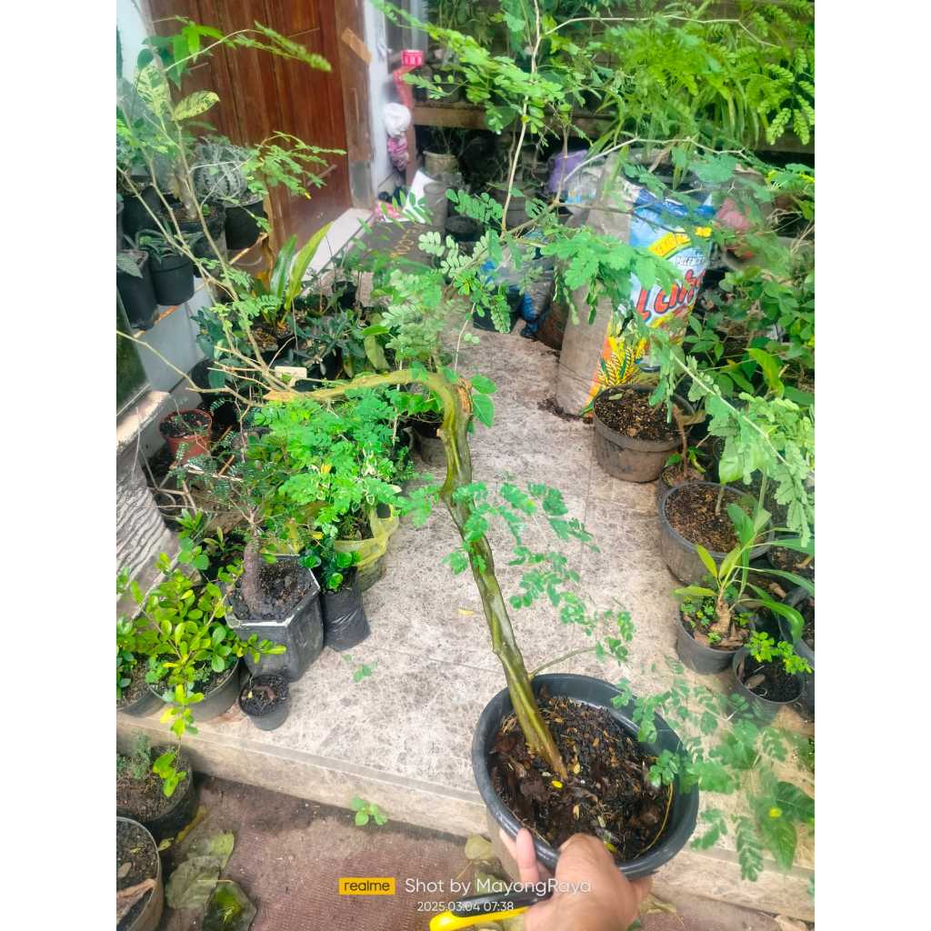 Bahan Bonsai Brazilian rain tree ORIGINAL