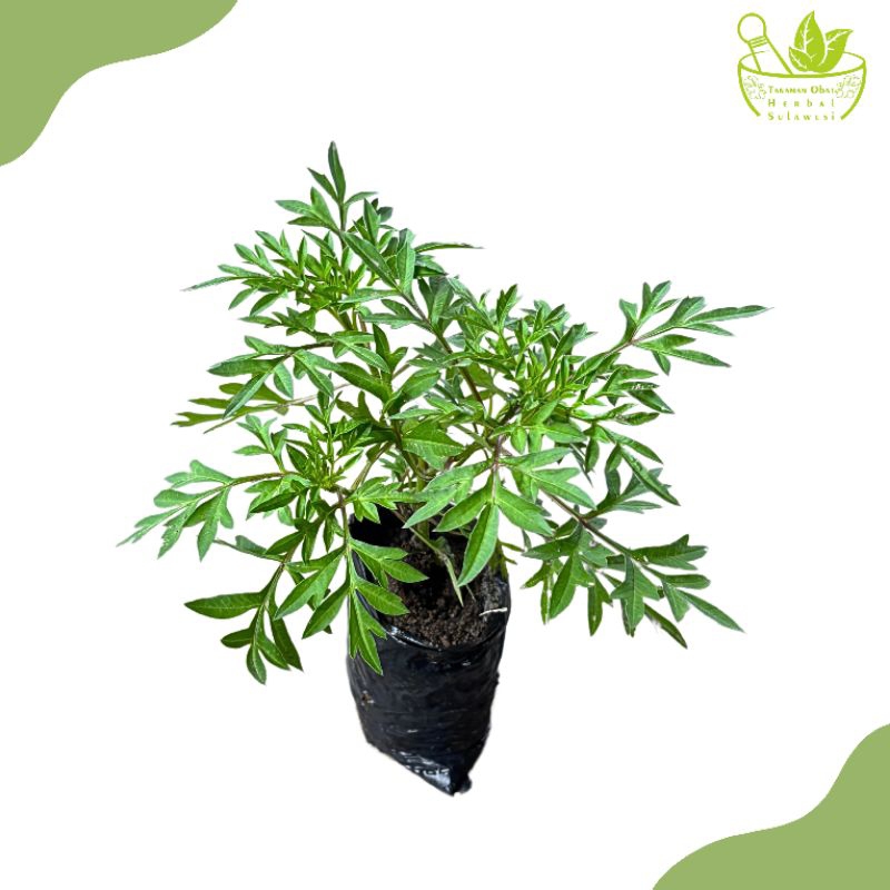 Tanaman Kenikir/Bibit Tanaman Kenikir