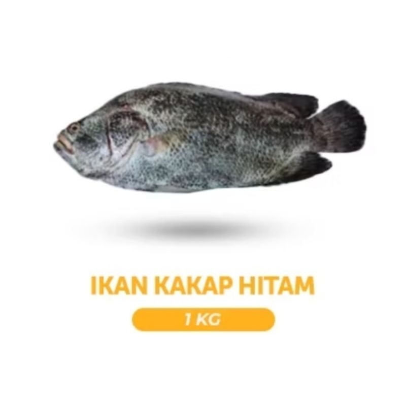

ikan kakap hitam