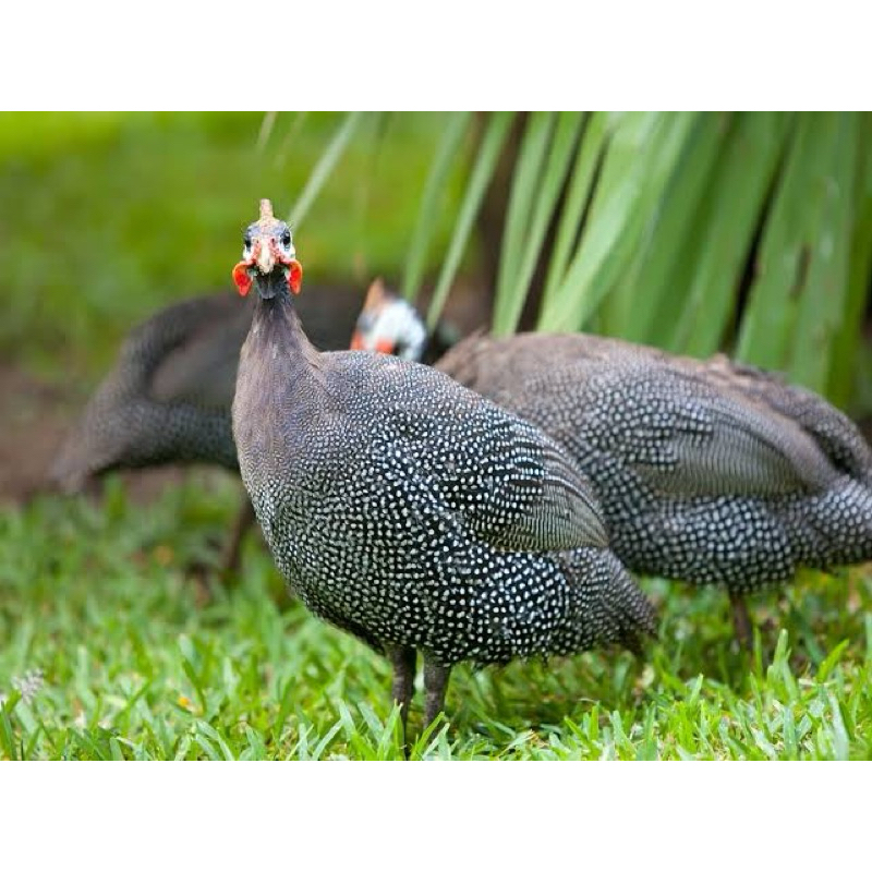 

TELUR FERTIL AYAM MUTIARA UNTUK DI TETASKAN