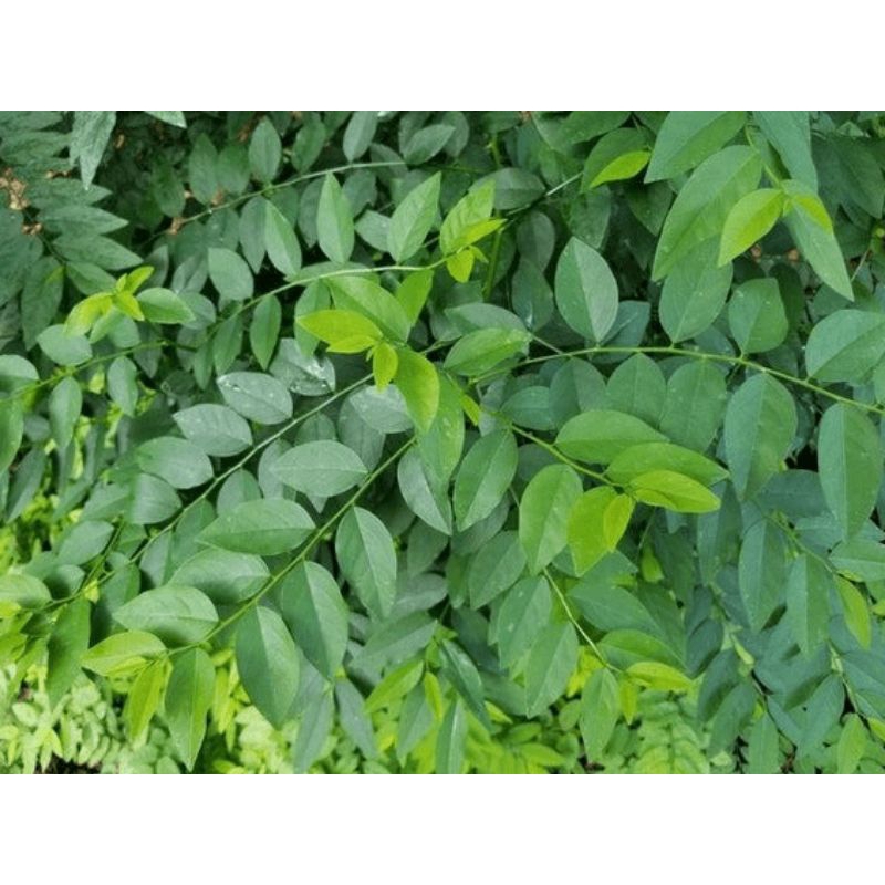 

DAUN KATUK SEGAR 100 GRAM