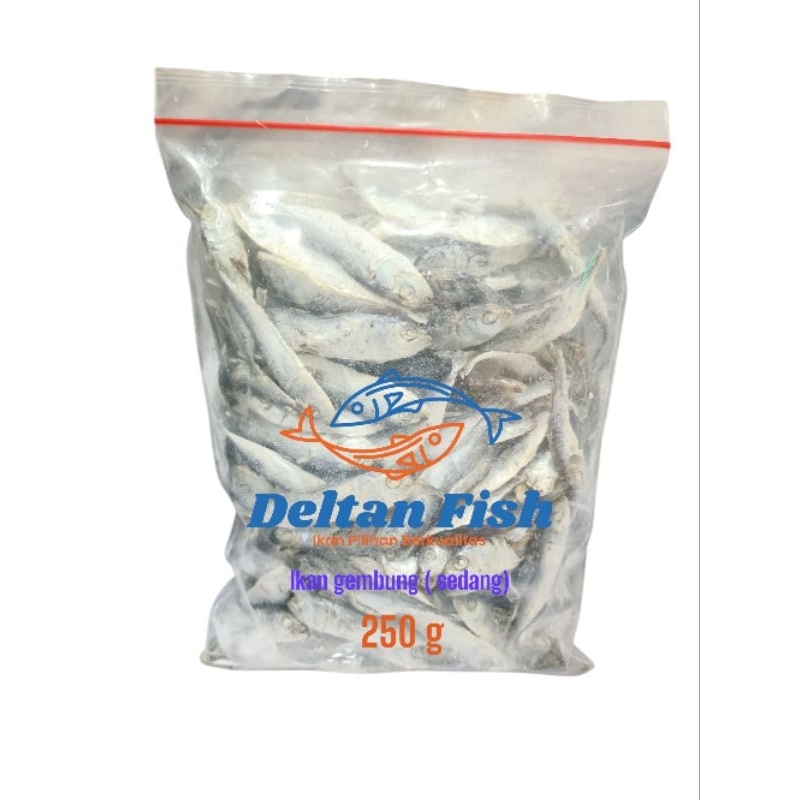 

Ikan gembung ( sedang )