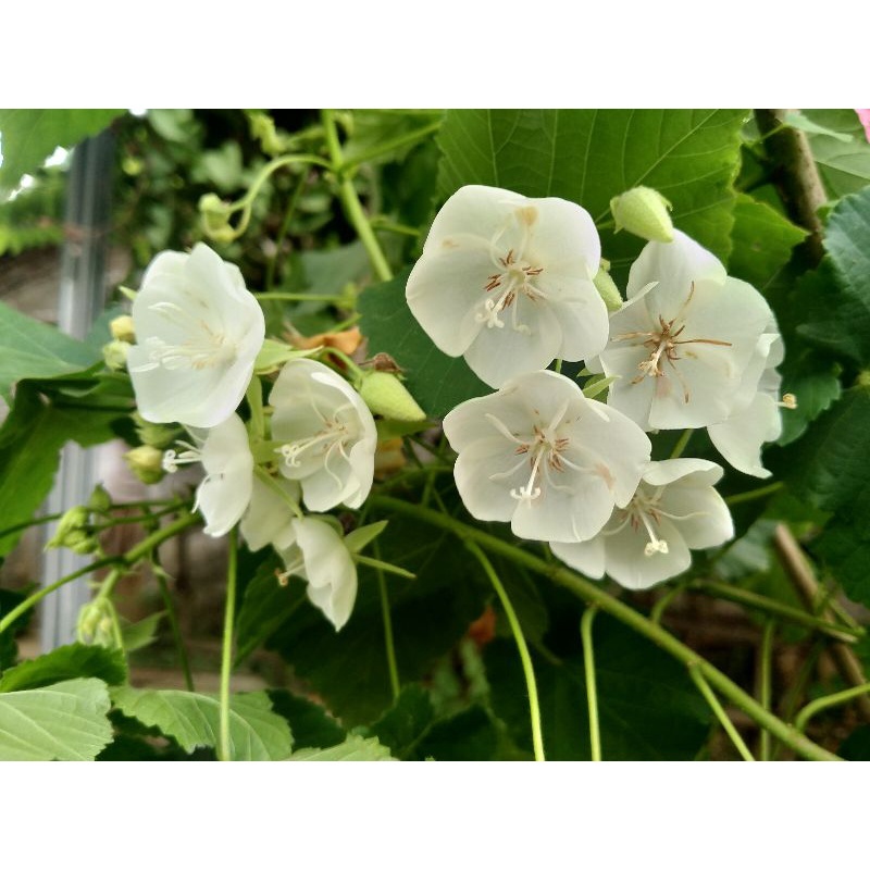 tanaman Dombeya Burgessiae Pakan lebah klanceng daunnya pakan domba ternak