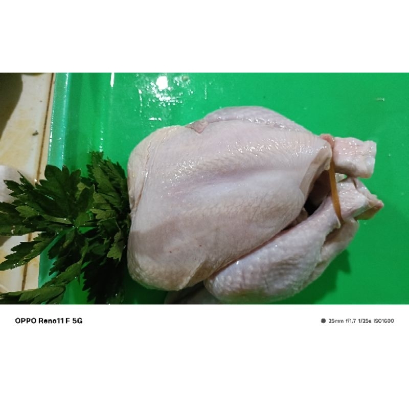 

ayam carcas