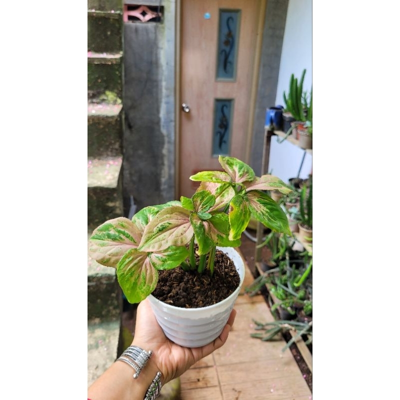 Syngonium pink strawberry