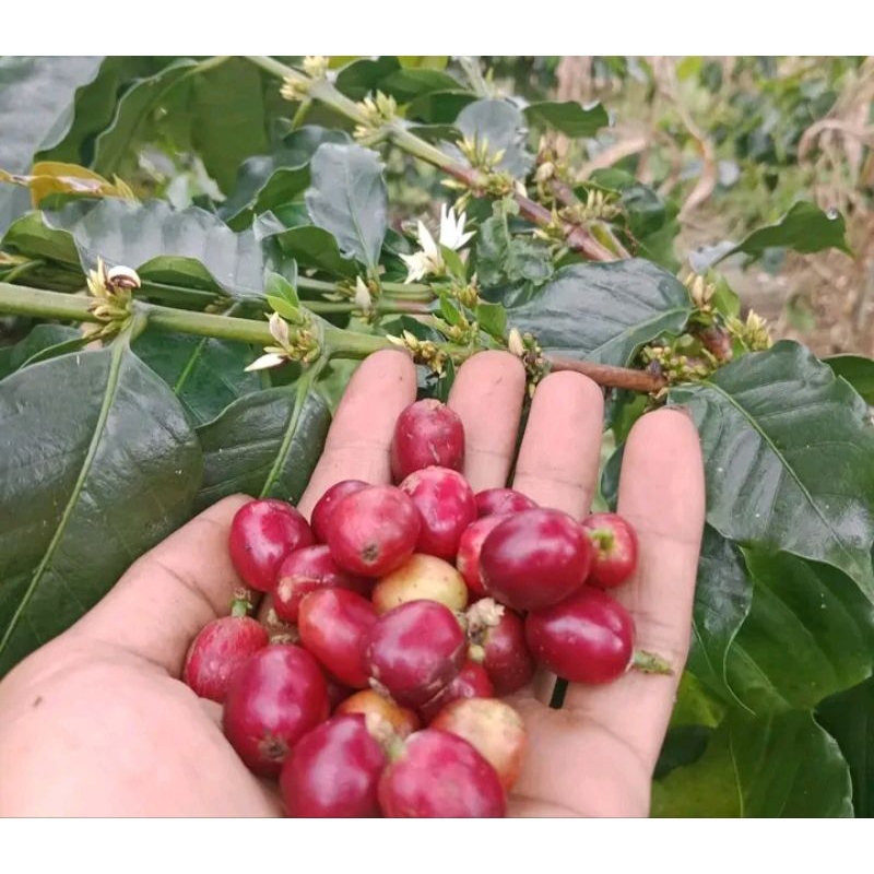 BIBIT BIJI KOPI ARABIKA/ATENG PAKET 500 BIJI KOPI