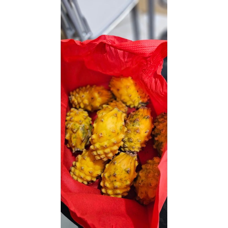 

Buah Naga Kuning Fresh | Buah dragon yellow Manis Import Equador -+1 kg