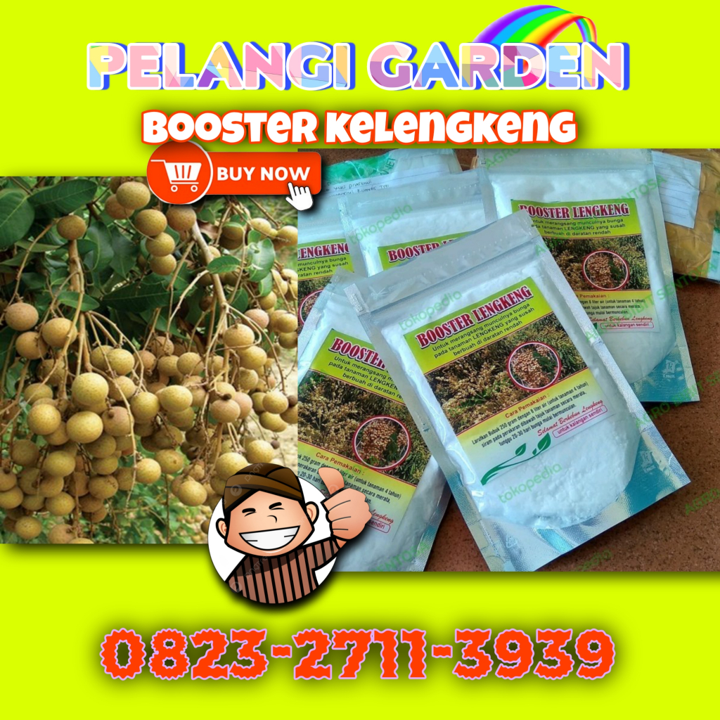 Booster Kelengkeng Lokal, Booster Kelengkeng Longan, Booster Kelengkeng Murni, Booster Kelengkeng Mu