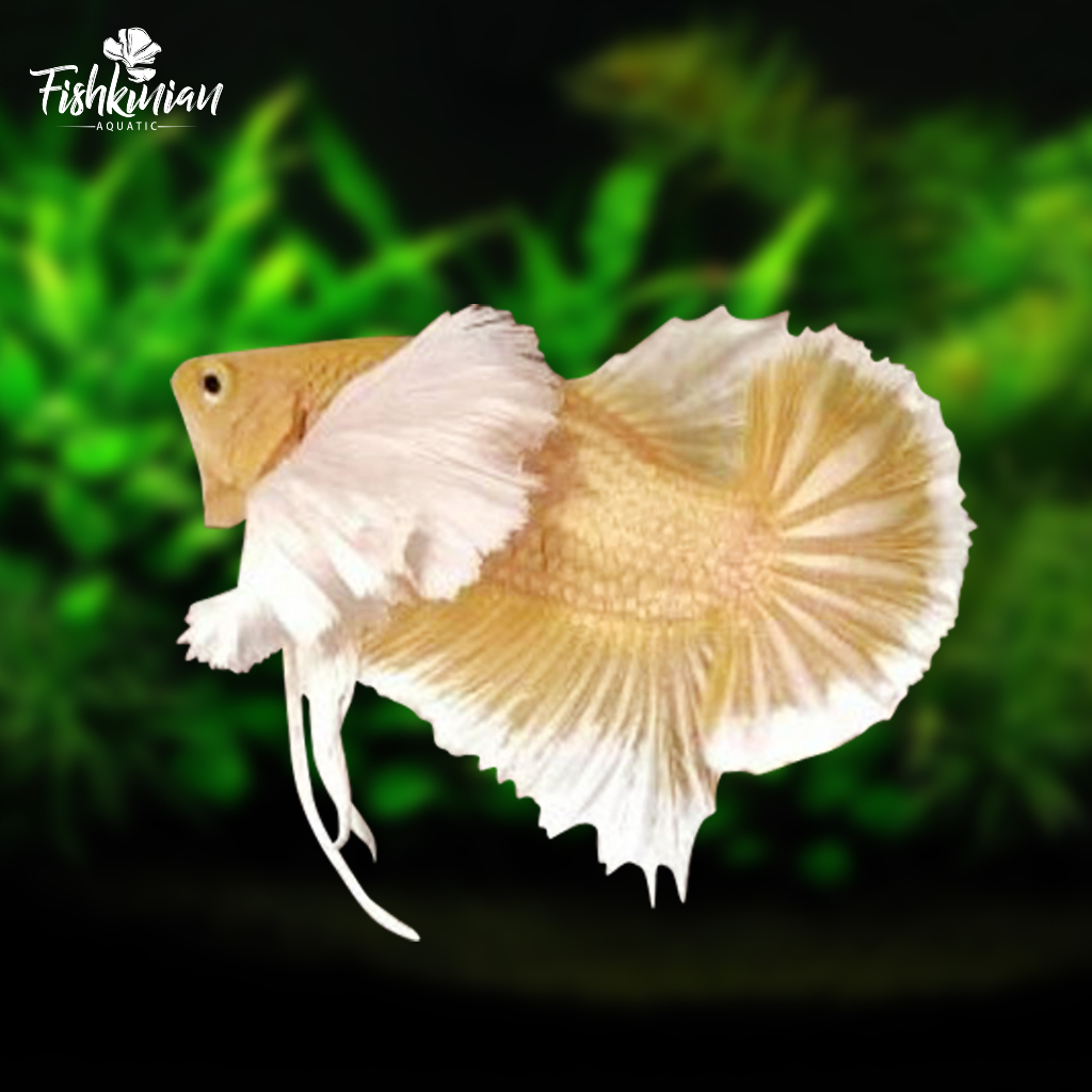 plakat/double/tail/pkde/gold