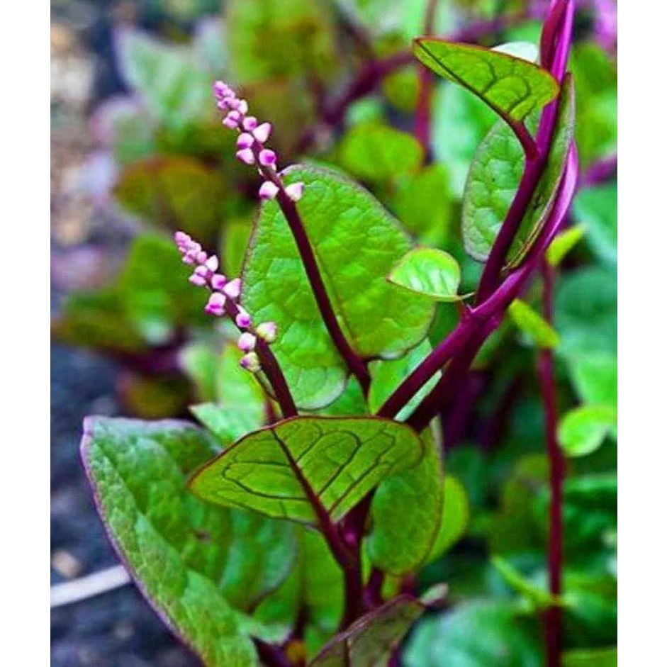 

Daun Binahong / Daun Angkung Segar Fresh 100 Lembar