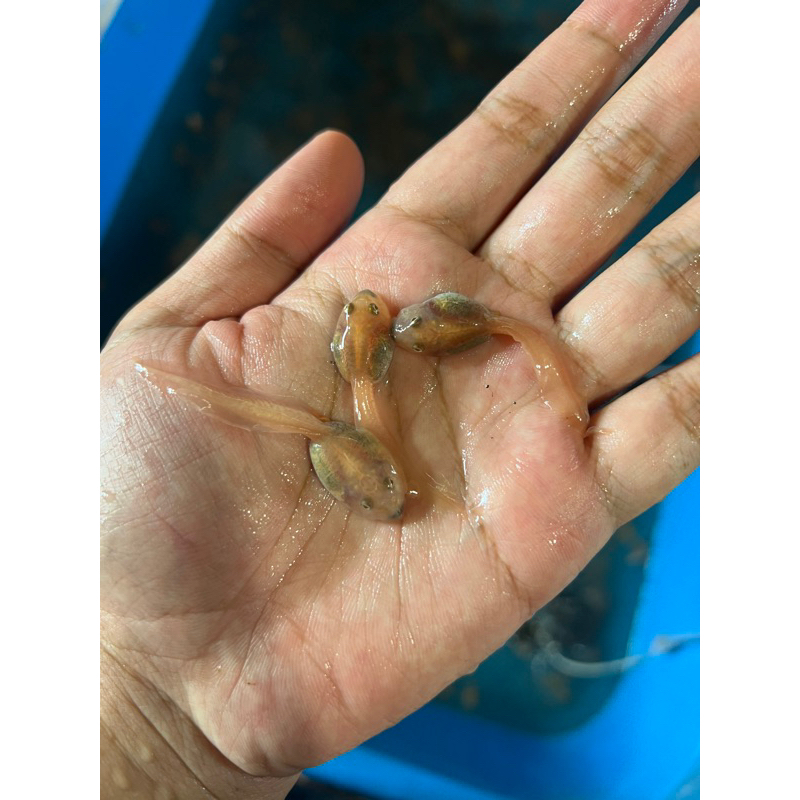 

Frogs Kecebong Kodok Pacman limit