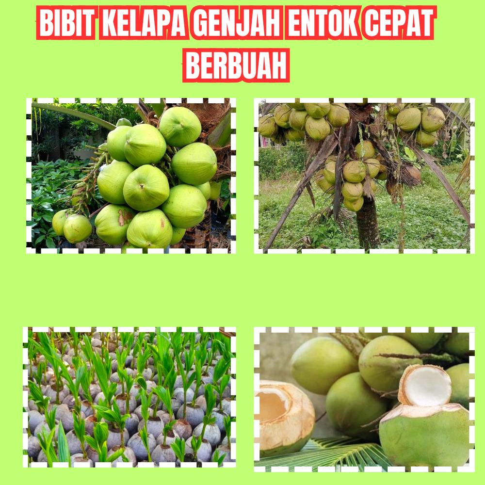 PALING LARIS  Bibit Kelapa Genjah Entok Murah, Bibit Kelapa Genjah Entok Hijau