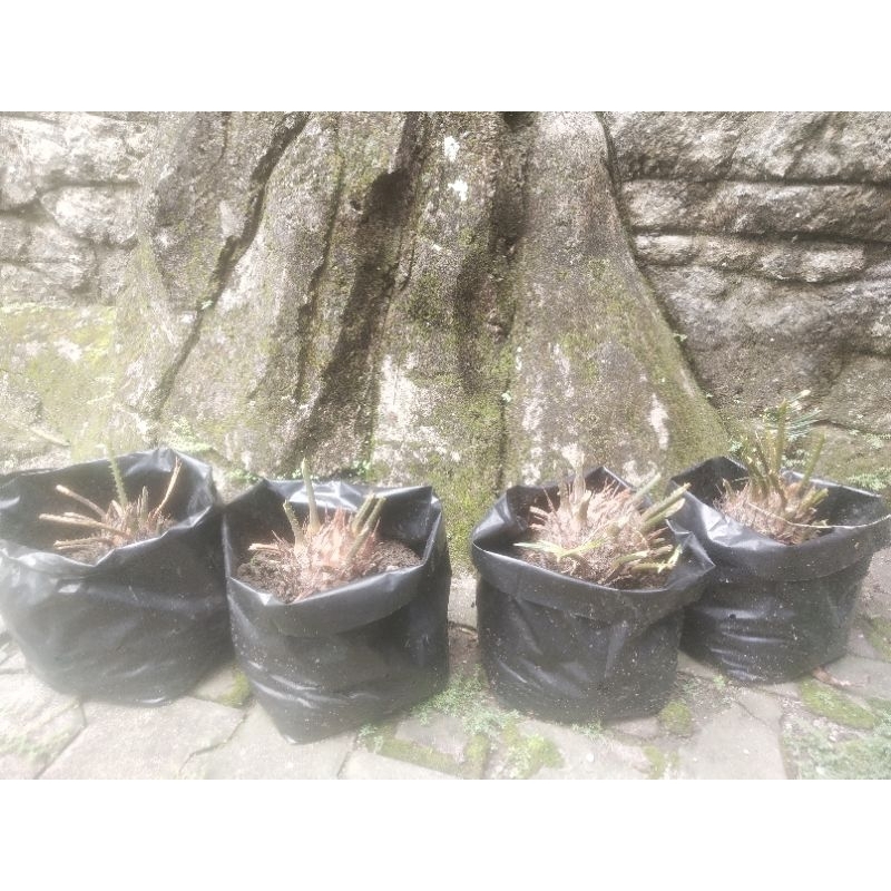 tanaman sikas / mawar jambe