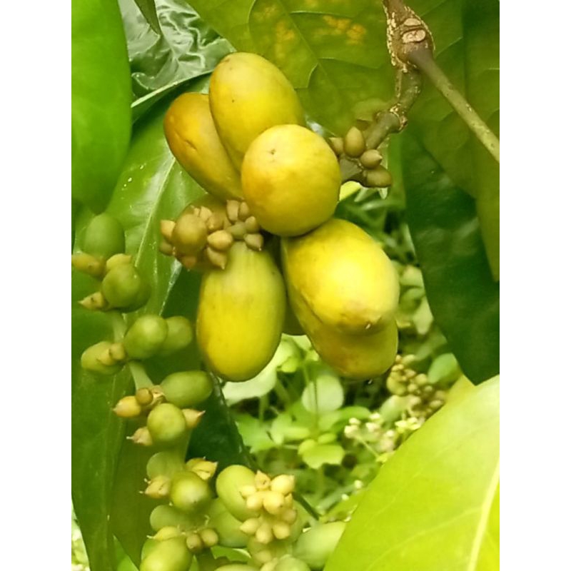 

buah melijo segar/tangkil 250gr