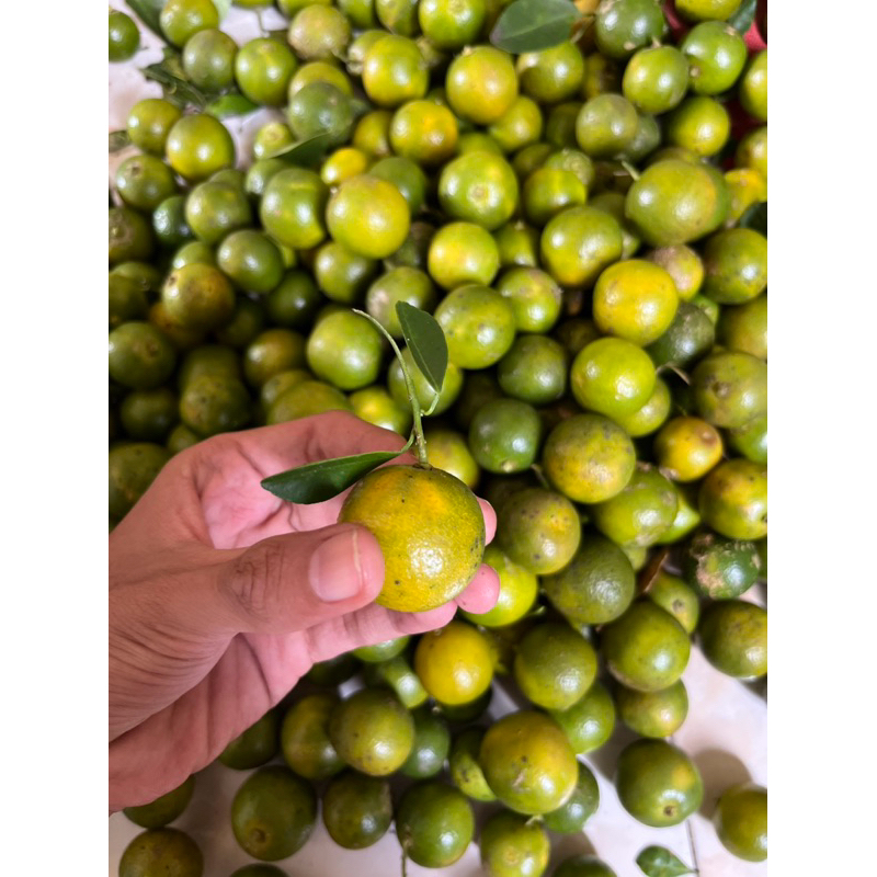

3KG JERUK SONKIT / KASTURI / LEMON CUI fresh and healty termurah