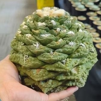 Ariocarpus fissuratus cv. kikko botan pesanan