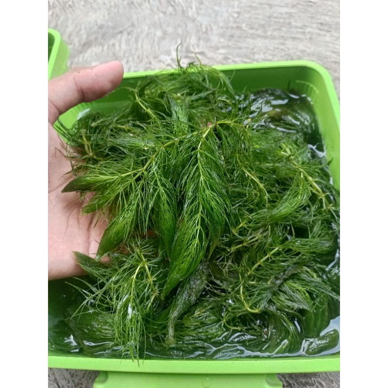 GANGGANG AIR HIJAU | hornwort ekor tupai tanaman aquascape