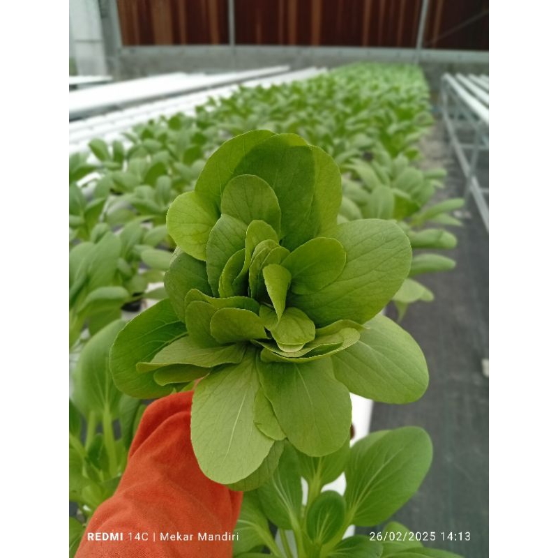 

Sayuran Pakcoy Hidroponik/Organik