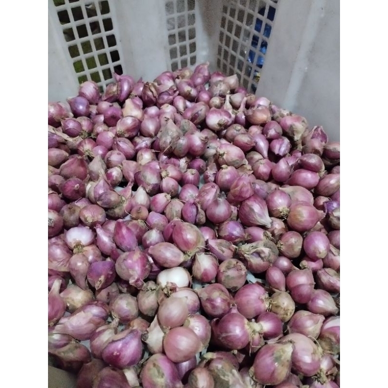 

bawang merah galean